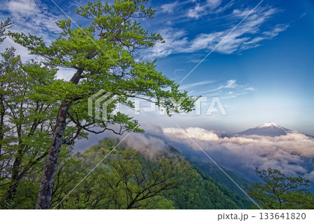 新緑の丹沢・檜洞丸稜線から見る雲上の富士山 133641820