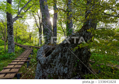 朝もやの丹沢・檜洞丸稜線の風景 133641828