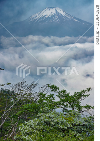 丹沢・檜洞丸稜線から見る雲上の富士山とシロヤシオツツジ 丹沢・檜洞丸稜線から見る雲上の富士山とシロヤシオツツジ 133641829