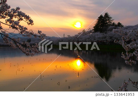 日本三大夜桜・高田城址公園の桜 133641953