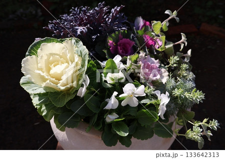 ハボタンの寄せ植え ハボタンの寄せ植え 133642313