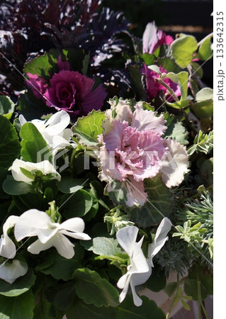 ハボタンとビオラの寄せ植え 133642315