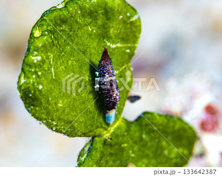 ラトレウテス・ビコルニス ラトレウテス・ビコルニス 133642387