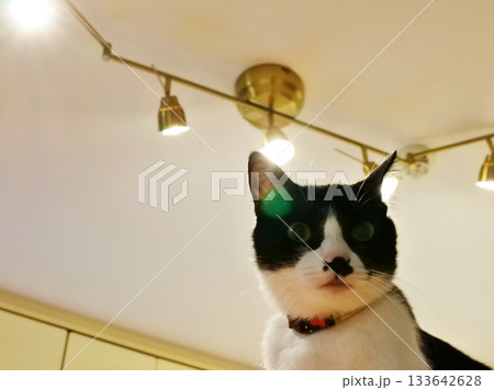 ペットライフ 猫と暮らす ペットライフ 猫と暮らす 133642628