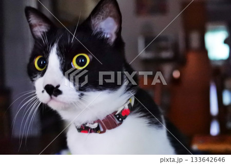 ペットライフ 猫と暮らす ペットライフ 猫と暮らす 133642646