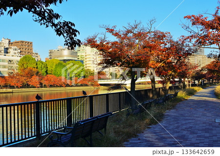 淀川の支流大川にある河川公園の秋の情景 淀川の支流大川にある河川公園の秋の情景 133642659