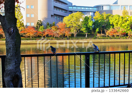 淀川の支流大川にある河川公園の秋の情景 淀川の支流大川にある河川公園の秋の情景 133642660