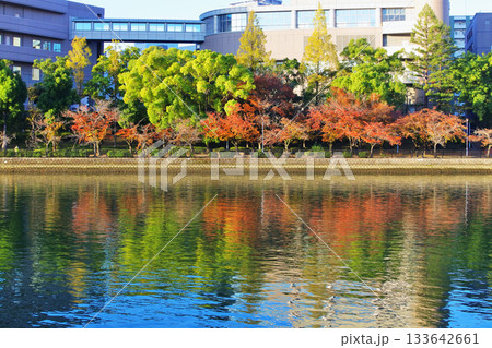 淀川の支流大川にある河川公園の秋の情景 淀川の支流大川にある河川公園の秋の情景 133642661