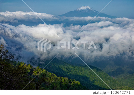 新緑の丹沢・檜洞丸から見る雲上の富士山 133642771
