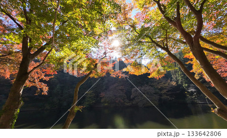 鎌北湖 紅葉 鎌北湖 紅葉 133642806