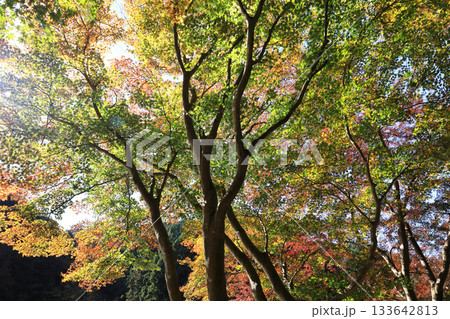 鎌北湖　紅葉 133642813