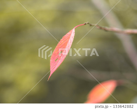 枯葉が散る神戸市灘区十善寺の境内 133642882
