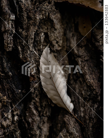 枯葉が散る神戸市灘区十善寺の境内 133642883