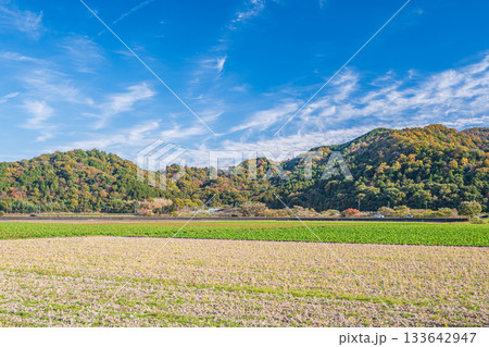 滋賀県近江八幡市円山町の田園風景 133642947