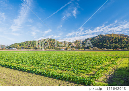 滋賀県近江八幡市円山町の野菜畑 滋賀県近江八幡市円山町の野菜畑 133642948