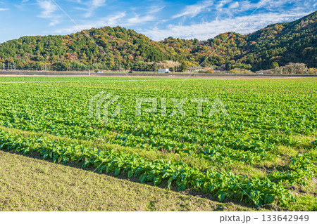 滋賀県近江八幡市円山町の野菜畑 滋賀県近江八幡市円山町の野菜畑 133642949