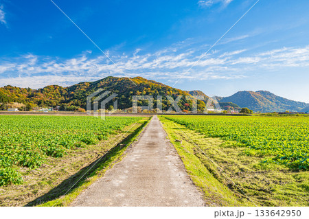 畑を貫く道　滋賀県近江八幡市 133642950