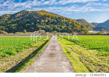 畑を貫く道　滋賀県近江八幡市円山町 133642951