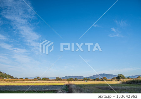 滋賀県近江八幡市円山町の田園風景 滋賀県近江八幡市円山町の田園風景 133642962