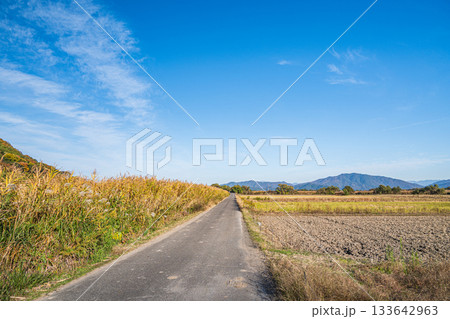滋賀県近江八幡市円山町の田園とヨシ群落 滋賀県近江八幡市円山町の田園とヨシ群落 133642963