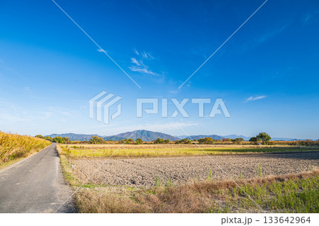 滋賀県近江八幡市円山町の田園風景 133642964