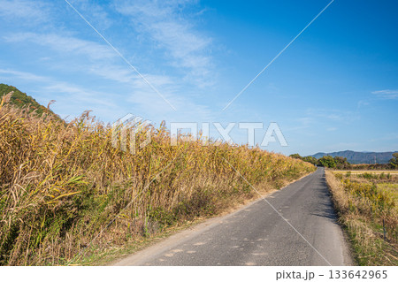 滋賀県近江八幡市円山町のヨシ群落 133642965
