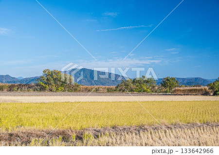 滋賀県近江八幡市円山町の田園風景 滋賀県近江八幡市円山町の田園風景 133642966
