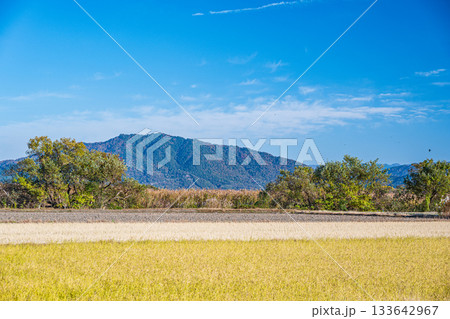 滋賀県近江八幡市円山町の田園風景 133642967