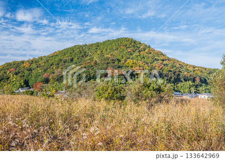 近江八幡市円山町のヨシ群落 133642969