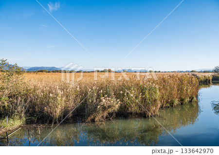 西の湖のヨシ群落　滋賀県近江八幡市 133642970