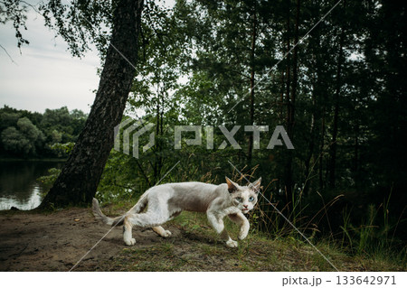 Dynamic cat leaps joyfully in a green forest view, playful Devon Rex Dynamic cat leaps joyfully in a green forest view, playful Devon Rex 133642971