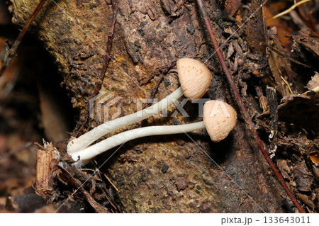 白い足の長いナヨタケ属キノコの幼菌（Psathyrell・アウトドアフィールドキノコ類マクロ撮影） 133643011