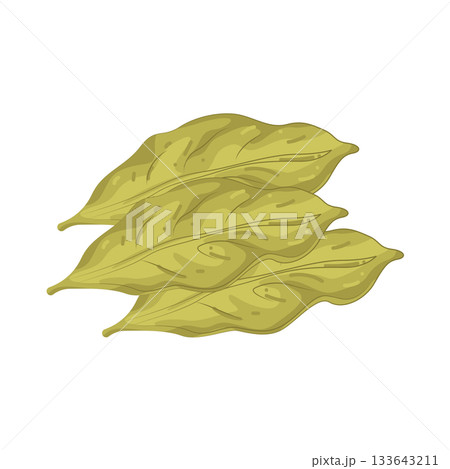 Illustration of bay leaf Illustration of bay leaf 133643211