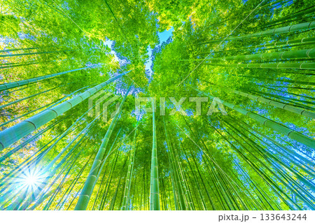 日本の横浜都市景観 深い緑色の竹林と木漏れ日。低く横切る柔らかな太陽光が竹林に差し込む＝11月28日 133643244