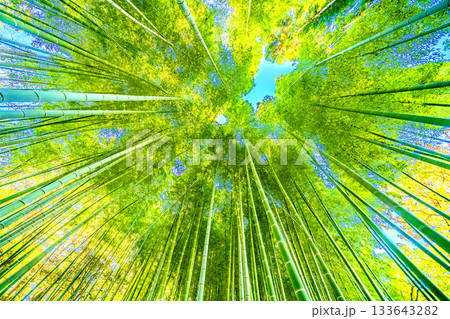 日本の横浜都市景観 深い緑色の竹林。低く横切る柔らかな太陽光が竹林に差し込む…＝11月28日 133643282