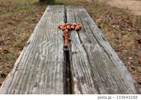 木のベンチに並べられたドングリ 133643288