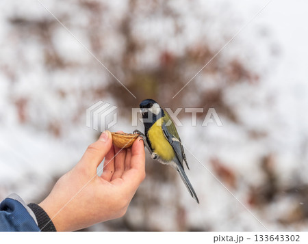 A tit sits on a man's hand and eats seeds. 133643302