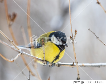 Cute bird Great tit, songbird sitting on the nice branch with beautiful autumn background Cute bird Great tit, songbird sitting on the nice branch with beautiful autumn background 133643305