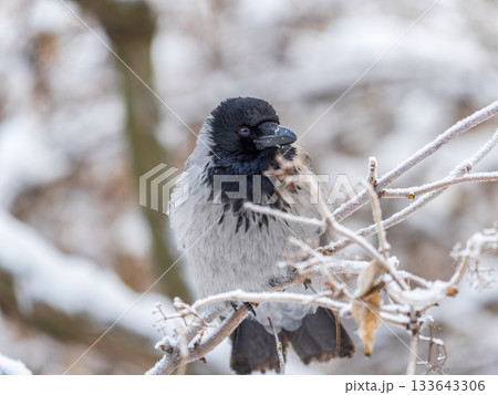 A hooded crow sitting on a tree A hooded crow sitting on a tree 133643306