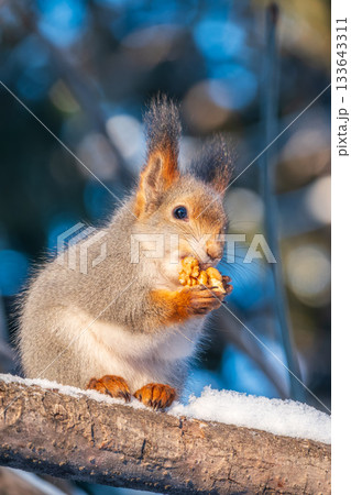The squirrel with nut sits on tree in the winter or late autumn The squirrel with nut sits on tree in the winter or late autumn 133643311