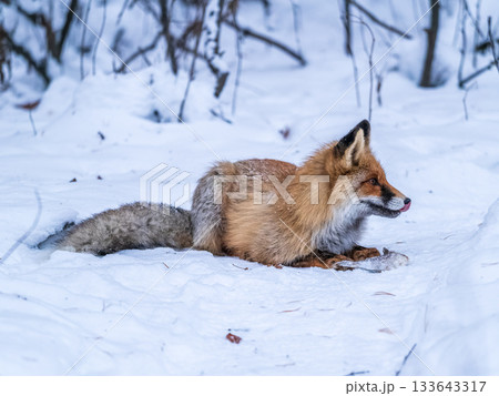 European Red Fox (Vulpes vulpes) in winter forest 133643317