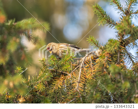 Common redpoll female, cute bird with bright red patch on its forehead sits on tree branch without leaves in sunny spring day. 133643321