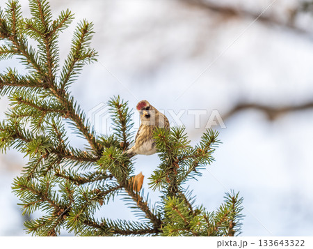 Common redpoll female, cute bird with bright red patch on its forehead sits on tree branch without leaves in sunny spring day. 133643322