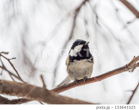 Beautiful bird Coal tit, lat. Periparus ater, sitting on a branch without leaves in the autumn or winter. 133643325