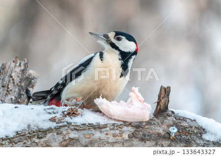 Little woodpecker sits on a tree trunk with snow in winter. The great spotted woodpecker, Dendrocopos major 133643327