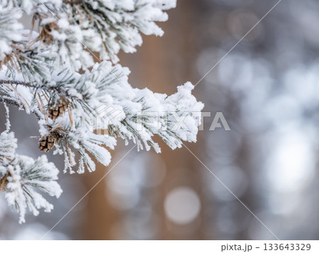 Pine branch with needles is covered with snow in the sunset light Pine branch with needles is covered with snow in the sunset light 133643329