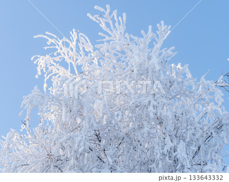 Tree branches in winter covered with snow and frost in snowfall on blue sky background. Frozen tree branches. 133643332
