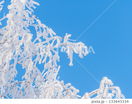 Tree branches in winter covered with snow and frost in snowfall on blue sky background. Frozen tree branches. 133643334