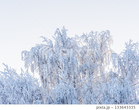 Tree branches in winter covered with snow and frost in snowfall on blue sky background. Frozen tree branches. Tree branches in winter covered with snow and frost in snowfall on blue sky background. Frozen tree branches. 133643335