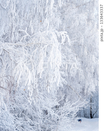 Tree branches in winter covered with snow and frost in snowfall. Frozen tree branches. 133643337